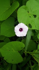 Ipomoea tiliacea