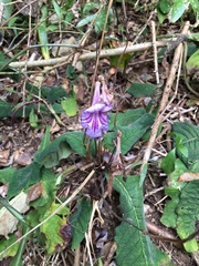 Streptocarpus primulifolius