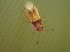 Cymus melanocephalus