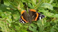 Vanessa atalanta