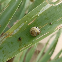 Cepaea