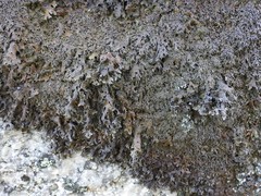 Parmelia pinnatifida