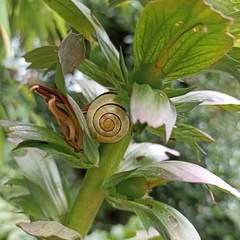 Cepaea