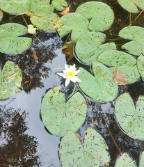 Nymphaea candida