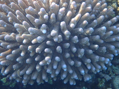 Acropora humilis
