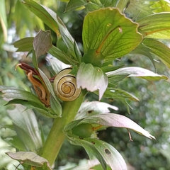 Cepaea