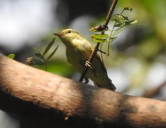 Phylloscopus nitidus