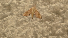 Marumba sperchius