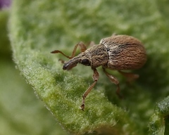 Malvapion malvae