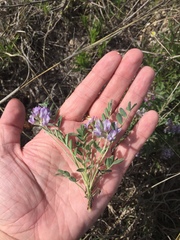 Astragalus lotiflorus
