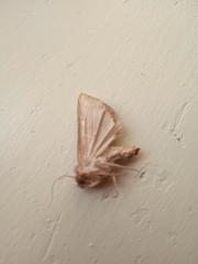 Mythimna albipuncta