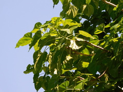 Gyrocarpus americanus