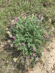 Astragalus lotiflorus