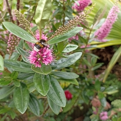 Bombus