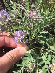 Astragalus lotiflorus