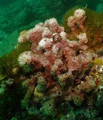 Dysideidae