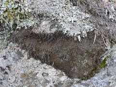 Parmelia pinnatifida