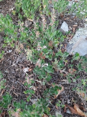 Teucrium chamaedrys nuchense
