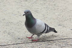 Columba livia domestica