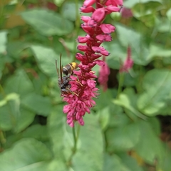 Vespa velutina