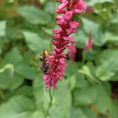 Vespa velutina