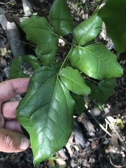 Lardizabala biternata