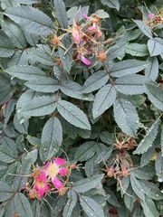 Rosa glauca