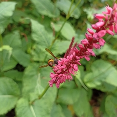 Vespa velutina