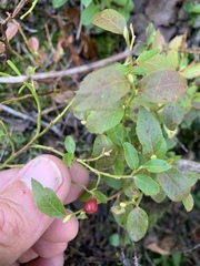 Vaccinium myrtillus