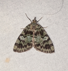 Hydriomena speciosata