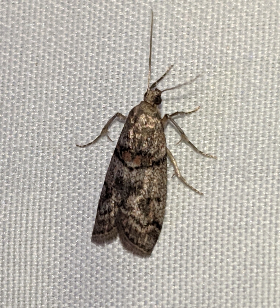 Promylea lunigerella