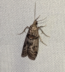 Promylea lunigerella