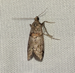 Promylea lunigerella