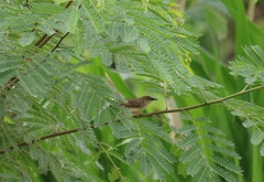 Prinia sylvatica