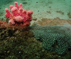 Dysideidae