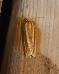 Sparganothis tristriata