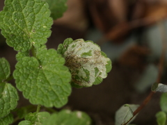 Amauromyza morionella