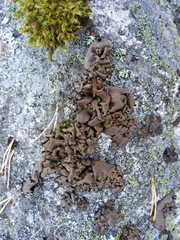 Umbilicaria polyrrhiza