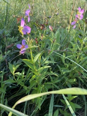Rhexia mariana interior