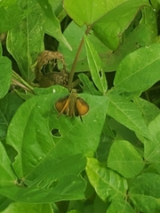 Choranthus vitellius