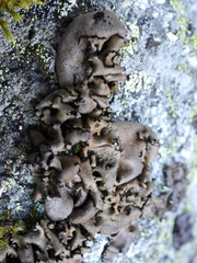 Umbilicaria polyrrhiza