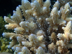 Acropora hemprichii