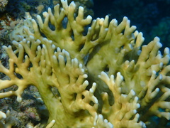 Millepora dichotoma