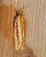 Sparganothis tristriata