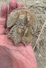 Carcinoscorpius rotundicauda