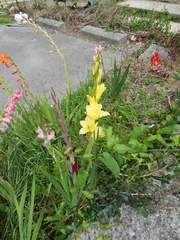 Gladiolus × hortulanus