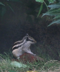 Funambulus pennantii