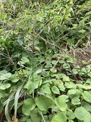 Paspalum fasciculatum