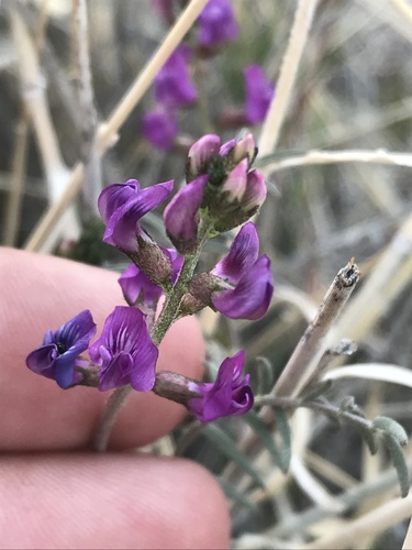 Image of Astragalus bernardinus by (c) Ryan Donnelly, some rights reserved (CC BY)