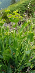 Bupleurum angulosum
